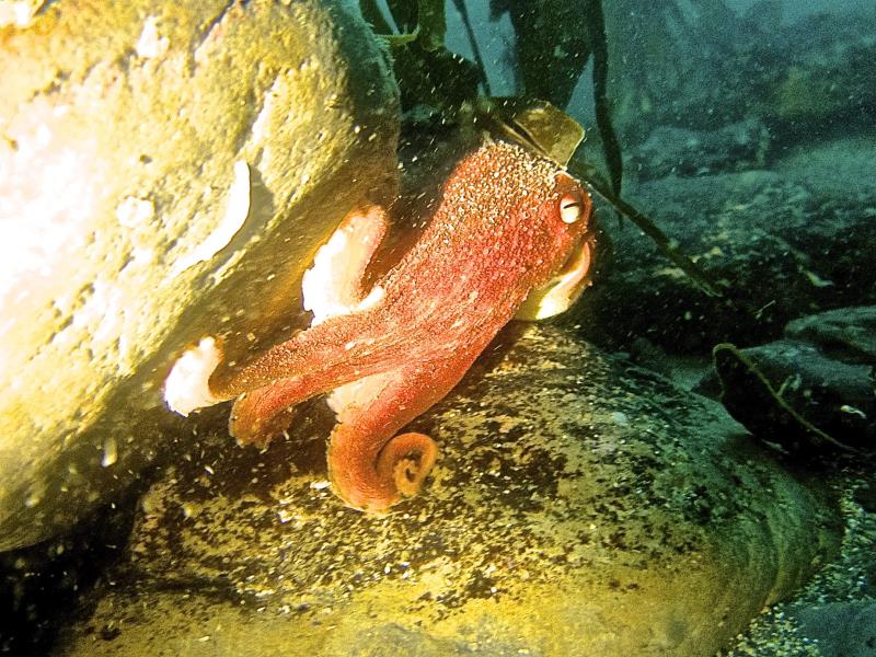 DiveAdvisorApp's tweet photo. Brilliant photography by @MaireadDoyle . Checkout her gallery here https://t.co/gSgB7It31j #scuba #underwaterphotos https://t.co/M32kuzinv4