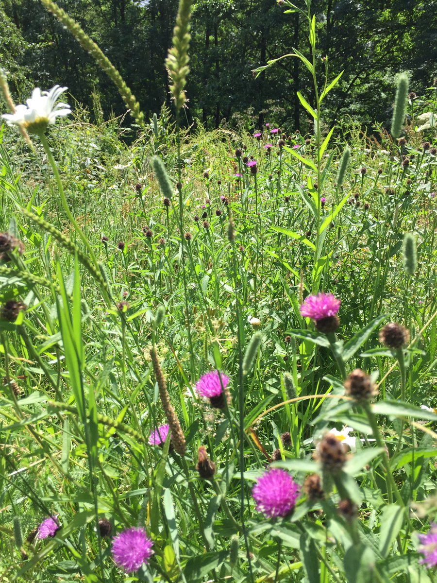 ...& another #nationalmeadowday photo of Audrey's meadow - the wildflower plugs planted a couple of years ago are looking magnificent😀😀😀