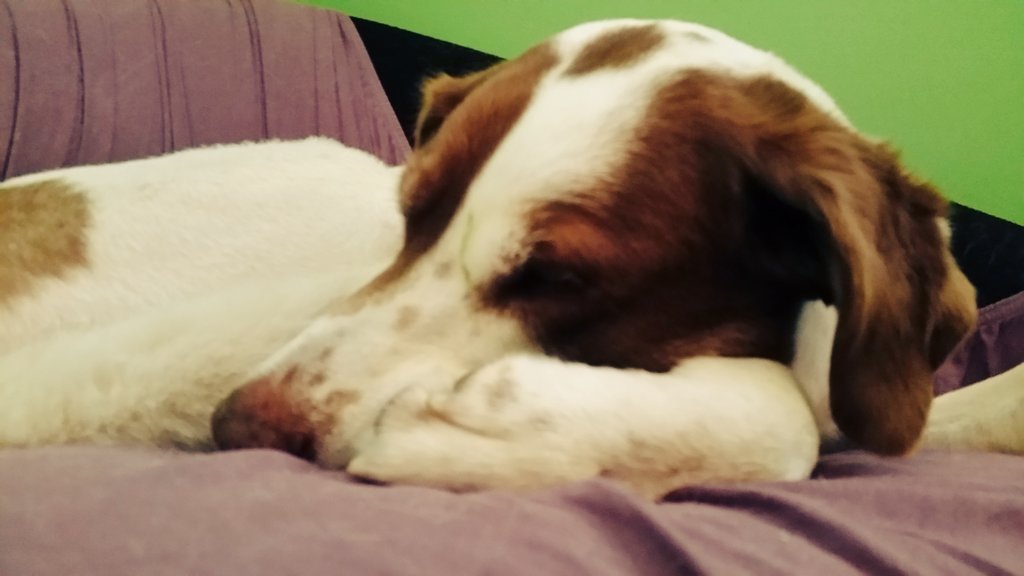 averygoodboi's tweet photo. #SleepDeprived #dogslife #dogsoftwitter #hi: @LakesMilo @stiv996 @DogKhalee @katethetinydog @georgethegolden https://t.co/JtP94tWmop