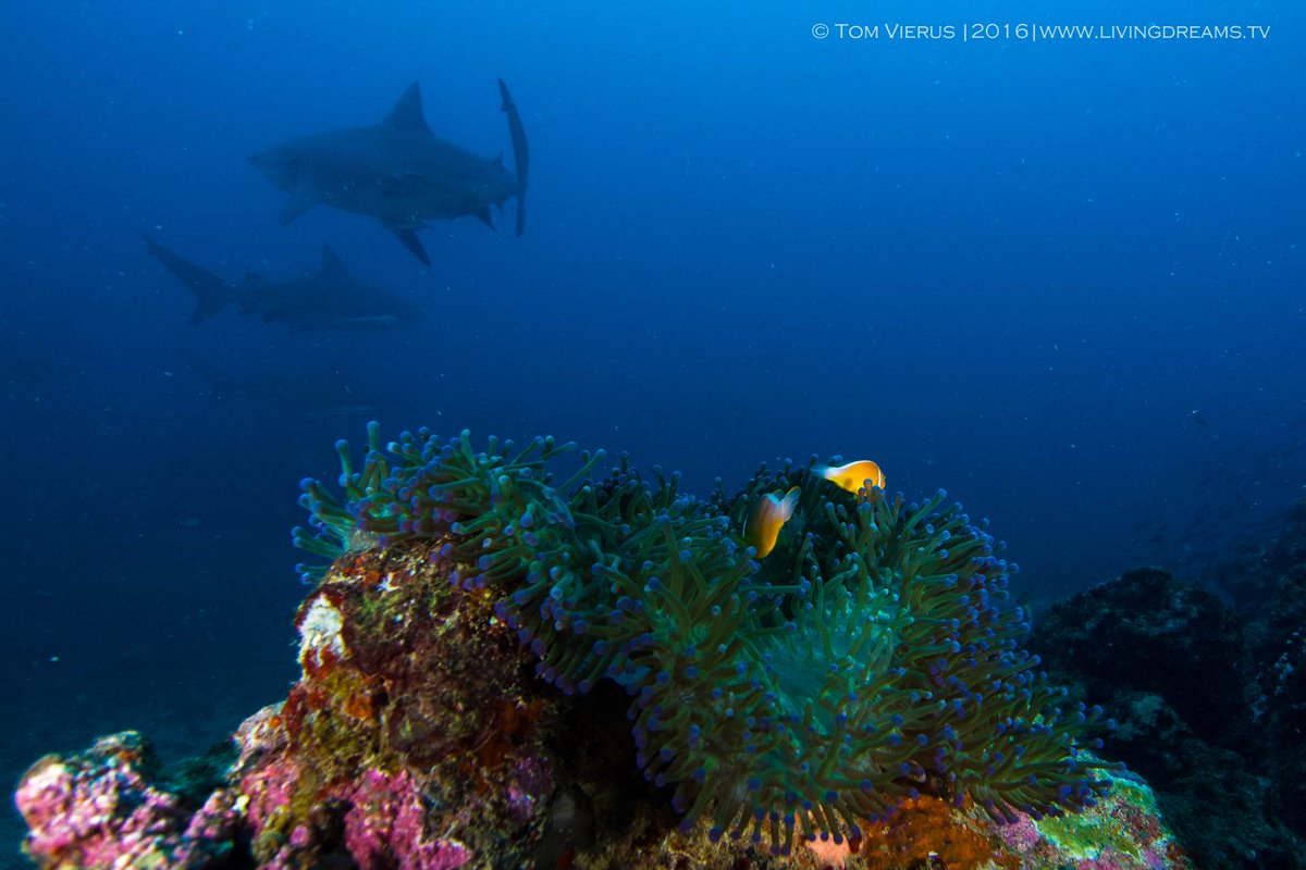 DiveAdvisorApp's tweet photo. #Anemonefish #bullsharks - Shot by @TomVierus at #SharkReefMarineReserve at @FijiSharks #Fiji CC @TourismFiji #scuba https://t.co/oZGB2cIeJ3 https://t.co/yEwP7nYd3e