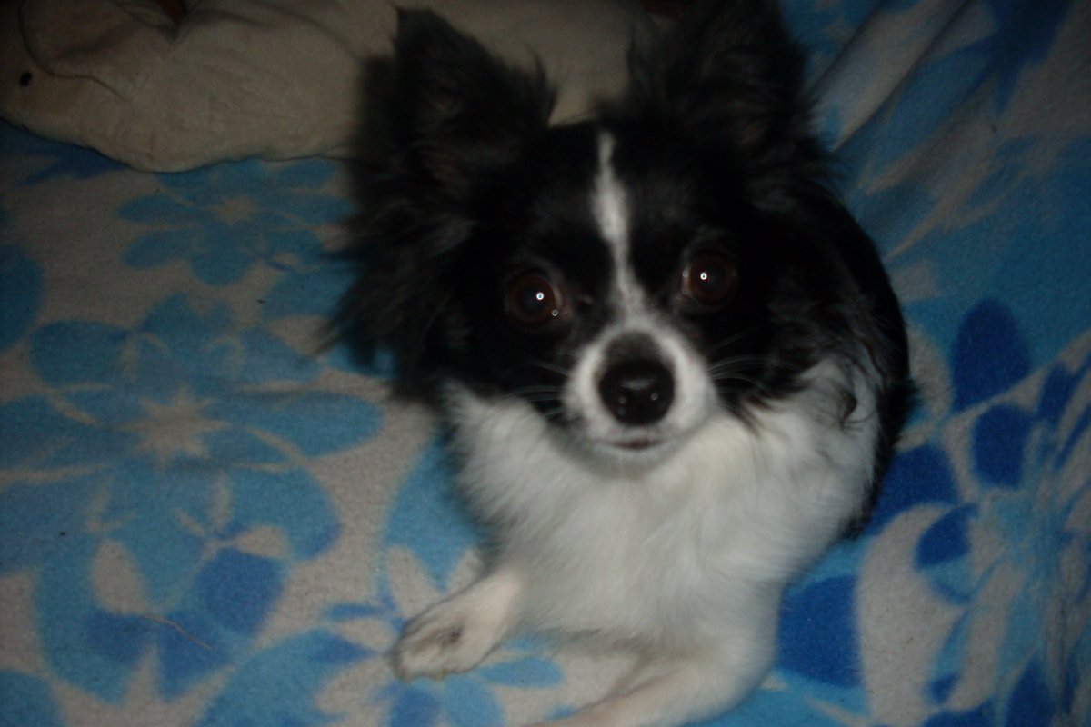 SabrinaGolde82's tweet photo. In remembrance of my dog 😢❤️ i miss you so much ❤️ https://t.co/sFVvMmCvRs