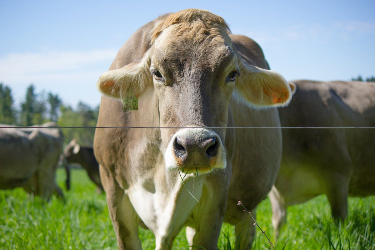 🇺🇸 Happy July 4th Wknd! We're open usual hours for the holiday. Meet cows, taste cheddar &amp; walk trails to celebrate! bit.ly/2u7wQTL