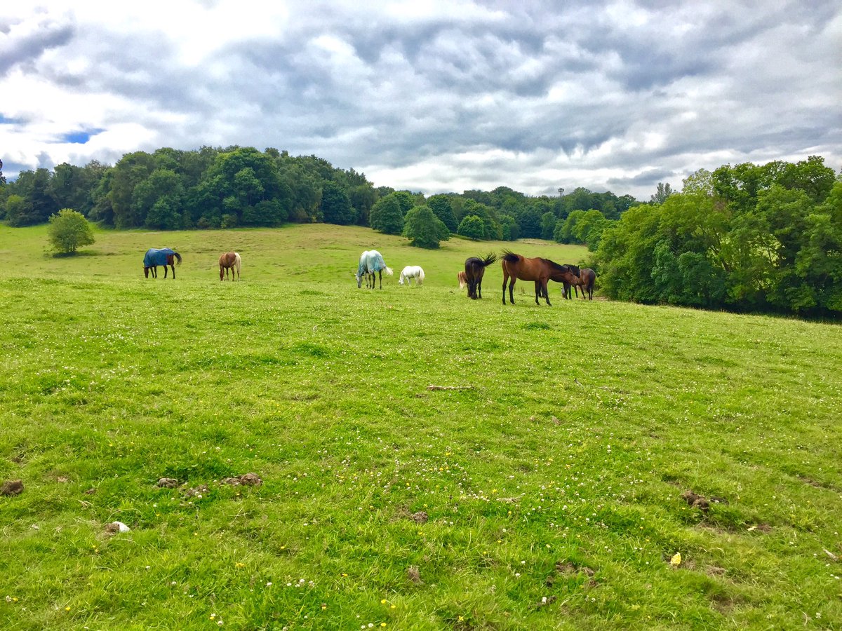 SJBlatindept's tweet photo. equi in agrum sunt @SJBWindsor #schoolview https://t.co/4hOalS43vv