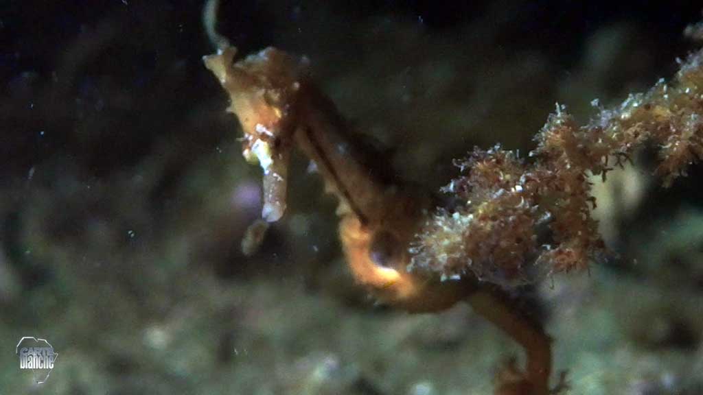 #CarteBlanche this week:
KZN Oncology
#Vaal Update
#KnysnaSeahorse
Med School Fraud
Lady Julia Albu
Join <a href="/DerekWatts/">Derek Watts</a> <a href="/Devi_HQ/">DeviSankareeGovender</a>