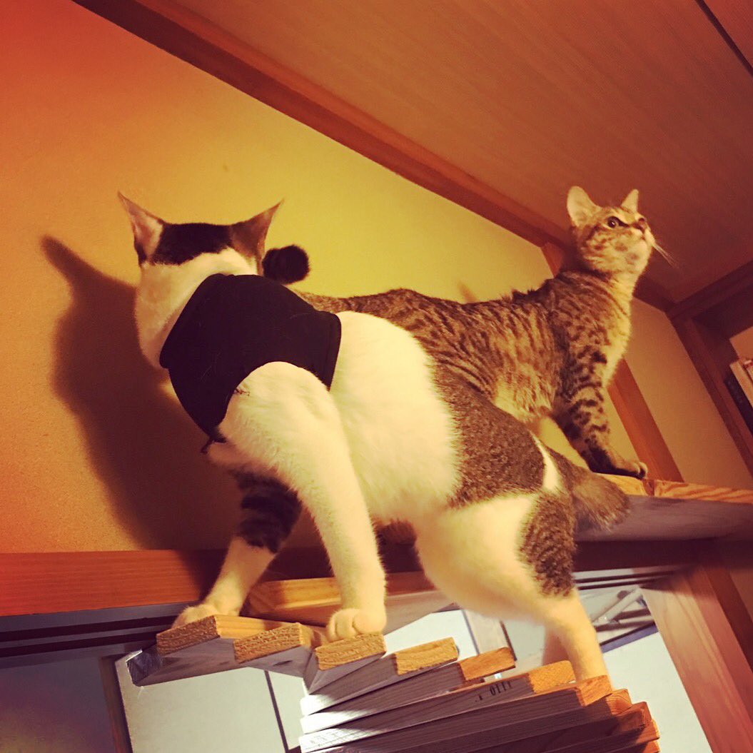 Rai 最近買った本に載っていた猫用螺旋階段が素敵だったので 父に頼んで作ってもらいました 材料はいつものごとくハンズマンで 2 500で揃いました 階段を登った先はキャットウォーク そっちはこれから徐々に増築です 螺旋階段 ハンズマン ろい