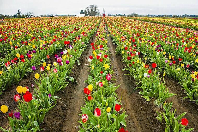 Алтан зул цэцгийн талбай., Монголд. Жиргээчид минь сайхан амраарай