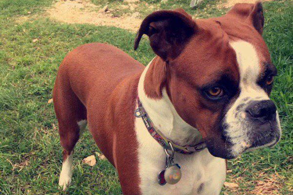 kbooker8's tweet photo. Please read Dallas's medical story &amp; share! Please support my GoFundMe campaign: https://t.co/NM87xYVA2R @gofundme https://t.co/WiGtt8xQrF