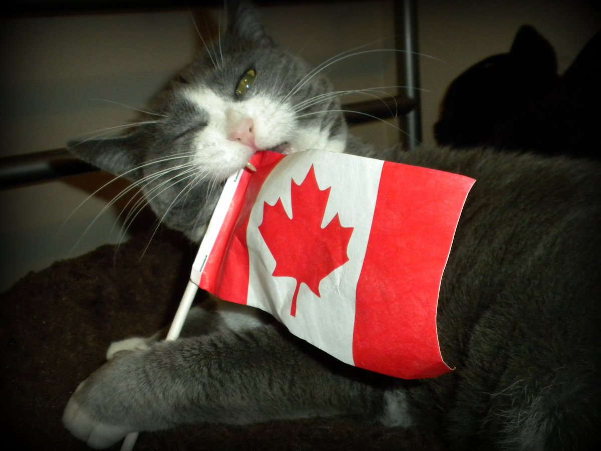 CyberPathos's tweet image. #CanadaDay and #Caturday ? I got you covered ! Sorry, maple syrup, hockey, eh ? 
It's okay, I am Canadian. I am allowed to be stereotypical.