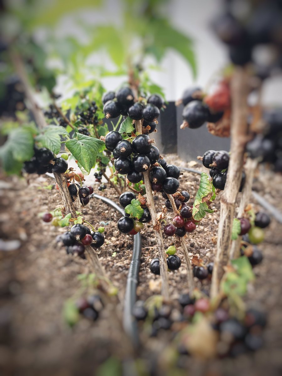 Love that we have this right outside our kitchen door <a href="/OxfordBluePub/">The Oxford Blue</a> #fresh #blackcurrant #fruit #taste #countrylife #flavour
