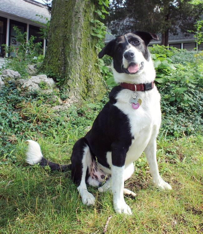 pawsongib's tweet photo. It's Saturday!! Fetch, anyone?? 😁 https://t.co/jJBuayGLCn