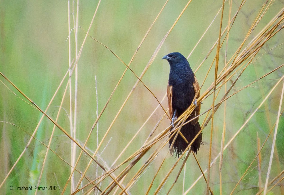 Lesser Coucal (Centropus bengalensis)
Bijrani, Corbett National Park, Uttarakhand
June 30th, 2017
#orientalbirdclub #avibase #birdwatching