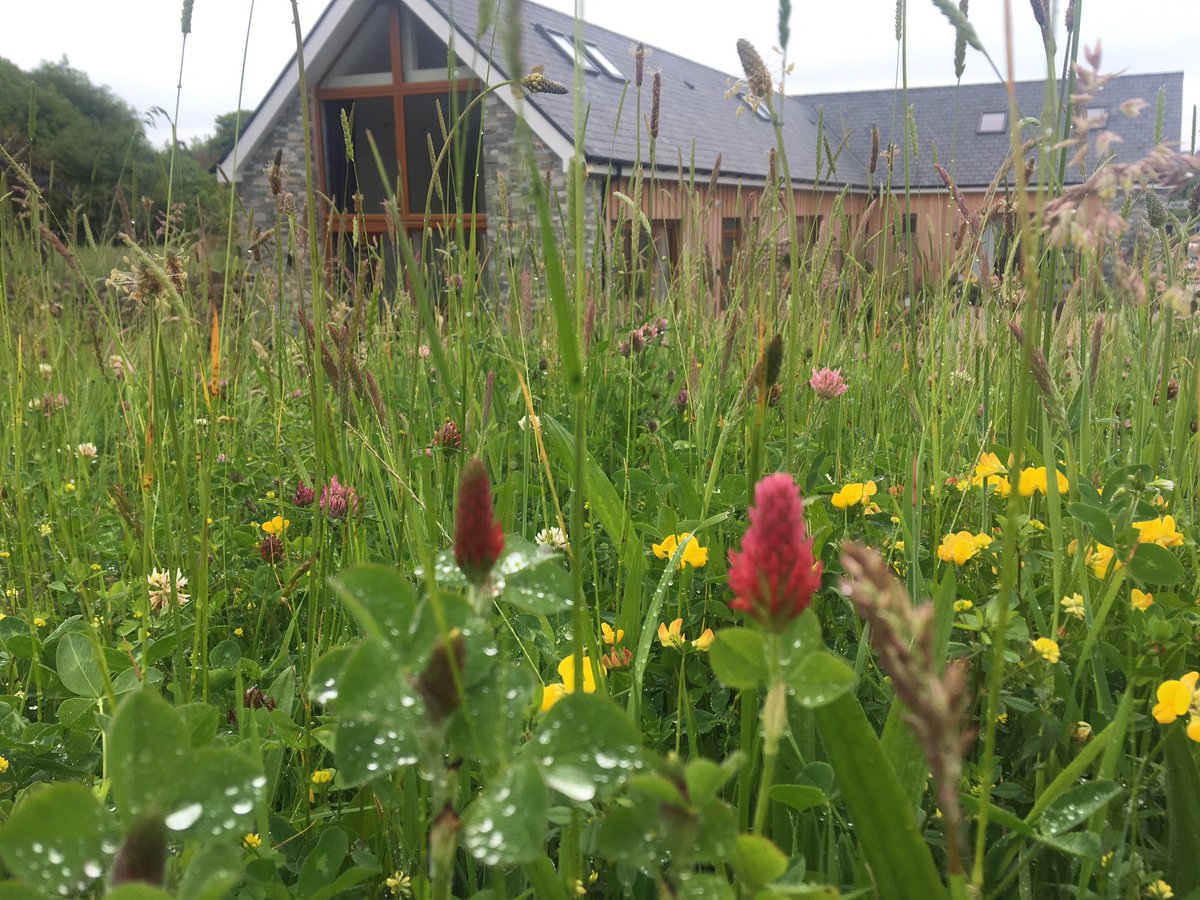 nmanormeadow's tweet photo. Budmouth nestled in the meadow. Available week commencing 18th August! https://t.co/3cbalfycWR
