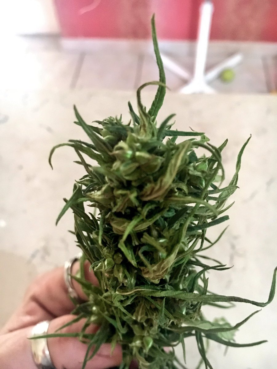 Manituana1984's tweet photo. #hempflowers #canapa #primoraccolto #hempfarm #agriculture #gotothenextlevel #cultivar #elettacampana #fibranova #carmagnola
#StayTuned https://t.co/1xRy9fgGpS