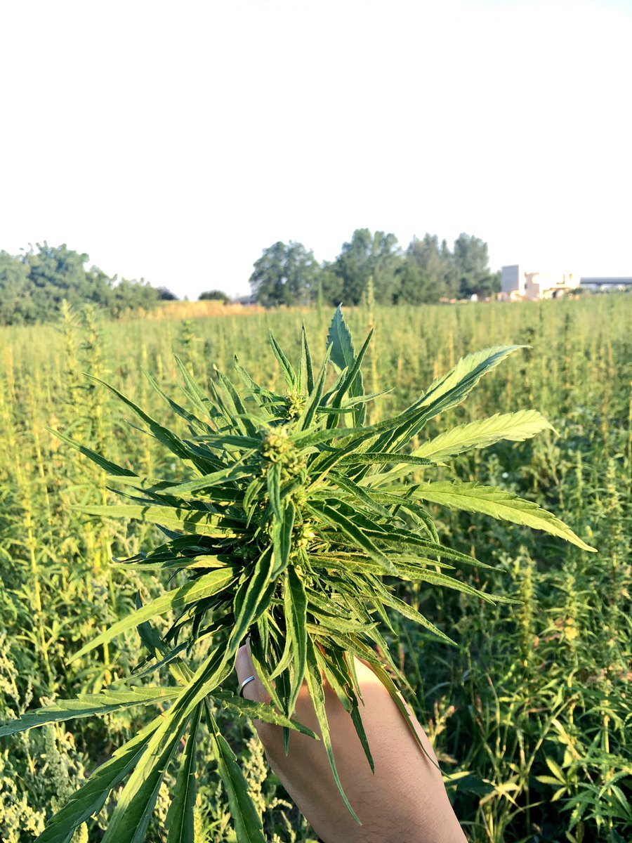 Manituana1984's tweet photo. #hempflowers #canapa #primoraccolto #hempfarm #agriculture #gotothenextlevel #cultivar #elettacampana #fibranova #carmagnola
#StayTuned https://t.co/1xRy9fgGpS