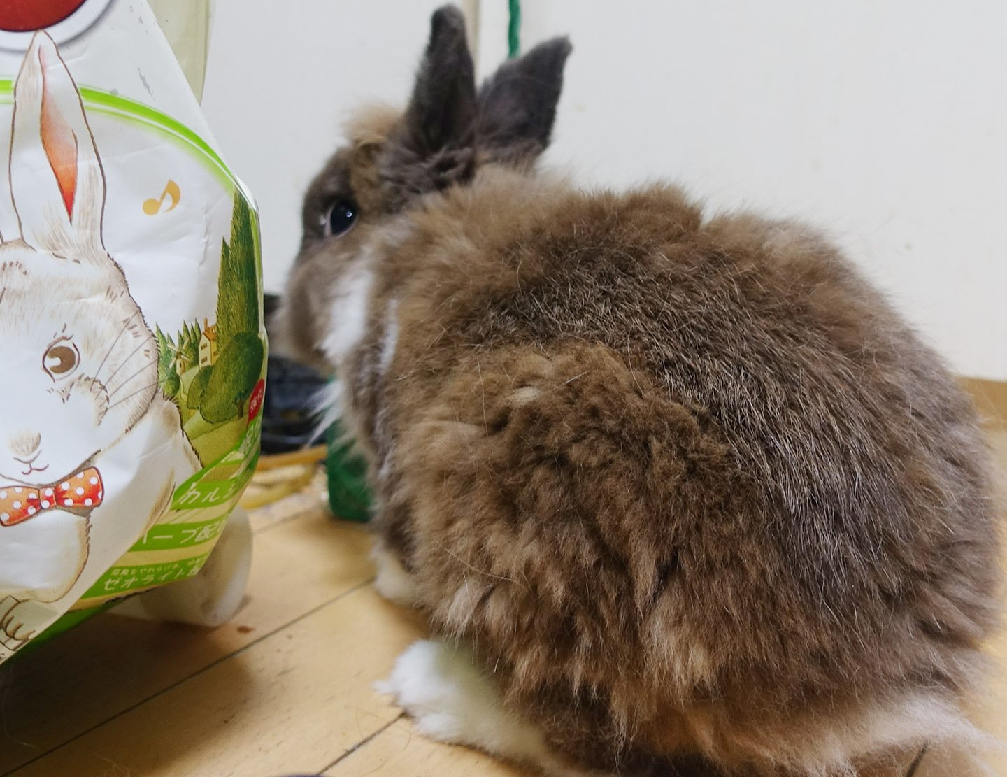 ブンサダカ 長毛種のうさぎは毛の生え変わりの時期は大変 ぬいぐるみが３つくらいつくれるくらい毛が抜けます そして毛を食べてしまう事があるので ドンキでパインを買ってこなければ T Co Zyj1mosnp9 Twitter