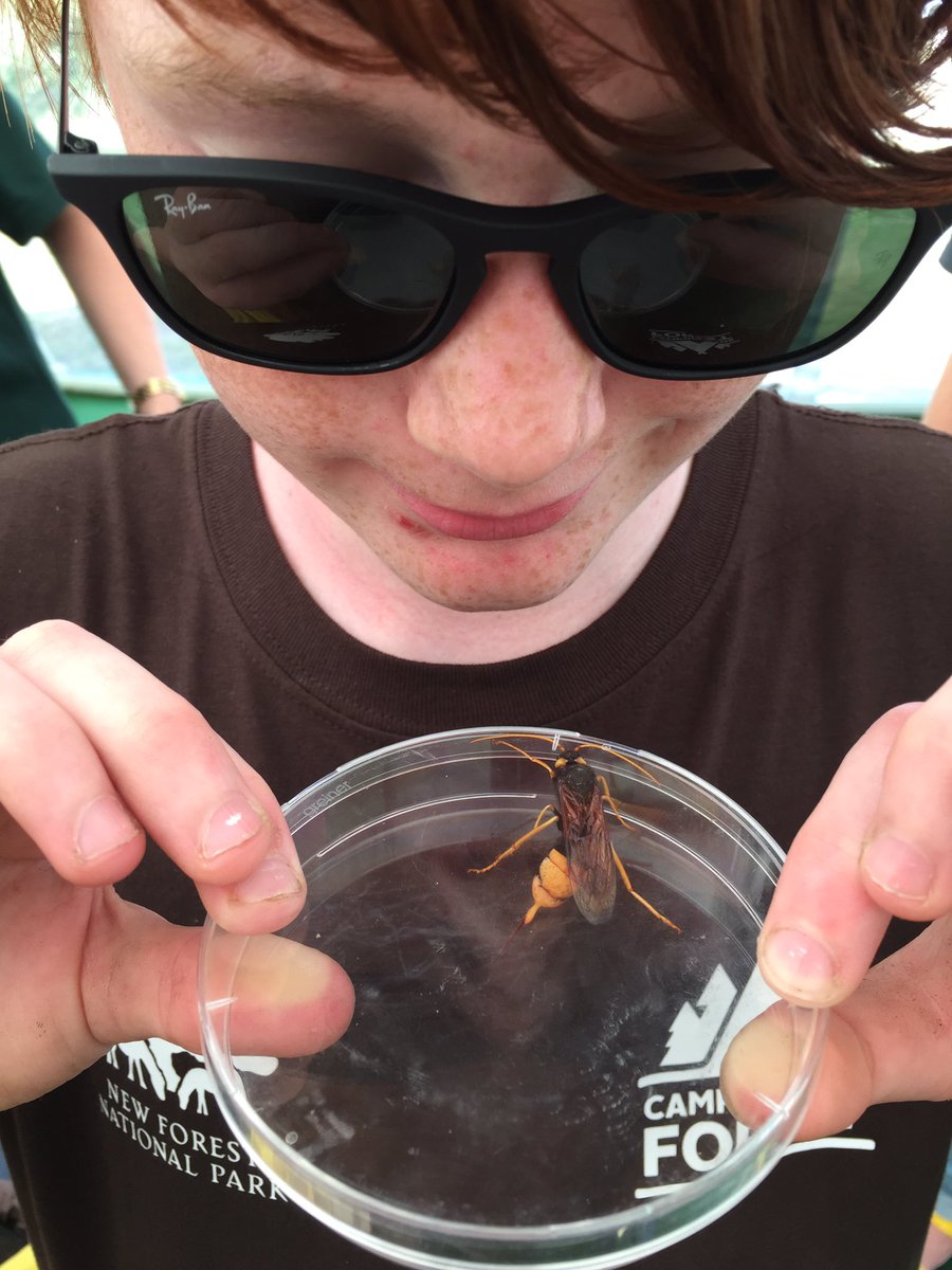 Find of the day at #holmsleycampsite this young <a href="/NewForestNPA/">New Forest NPA</a> ranger with a superb Wood Wasp ! @Camping_CITF