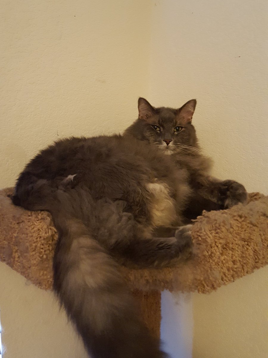Living the condo life on this #Caturday #catcondo #condolife