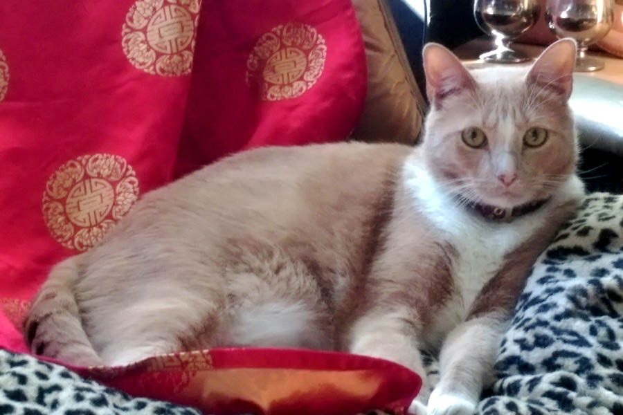 From Depths of Fire Tragedy, @RedPawRelief Saves Abner The Cat.

spiritnews.org/articles/from-…