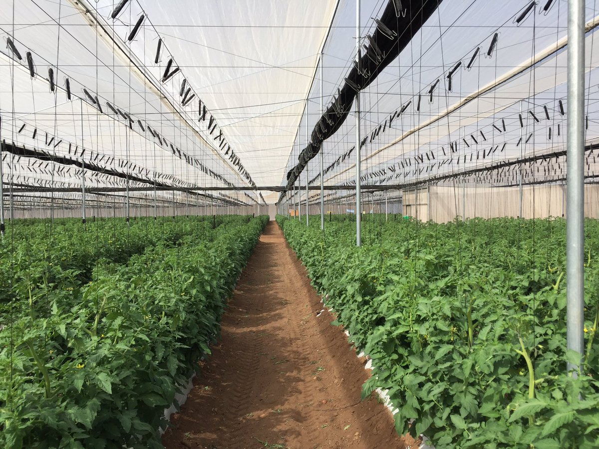 TommievanZyl's tweet photo. #ZZ2's #tomatoes in #Mooketsi promises seamless transition from #Limpopo valley season.Superb weather.Tremendous supply.#Foodsecurity #Jobs https://t.co/eX7UioSu21