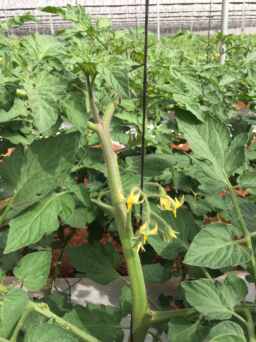 TommievanZyl's tweet photo. #ZZ2's #tomatoes in #Mooketsi promises seamless transition from #Limpopo valley season.Superb weather.Tremendous supply.#Foodsecurity #Jobs https://t.co/eX7UioSu21