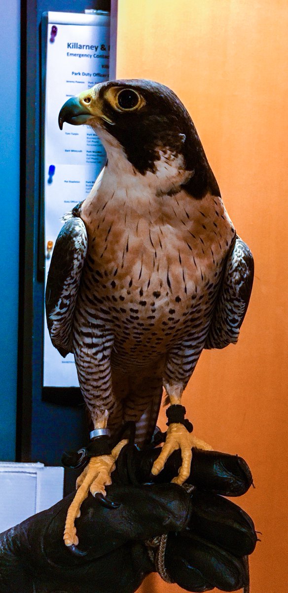 French River Pp On Twitter Chinook The Peregrine Falcon