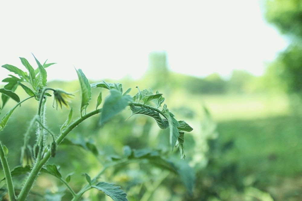 How to get rid of Tomato Hornworm Naturally via @folkandco #gardenchat #gardening bit.ly/2uewquh