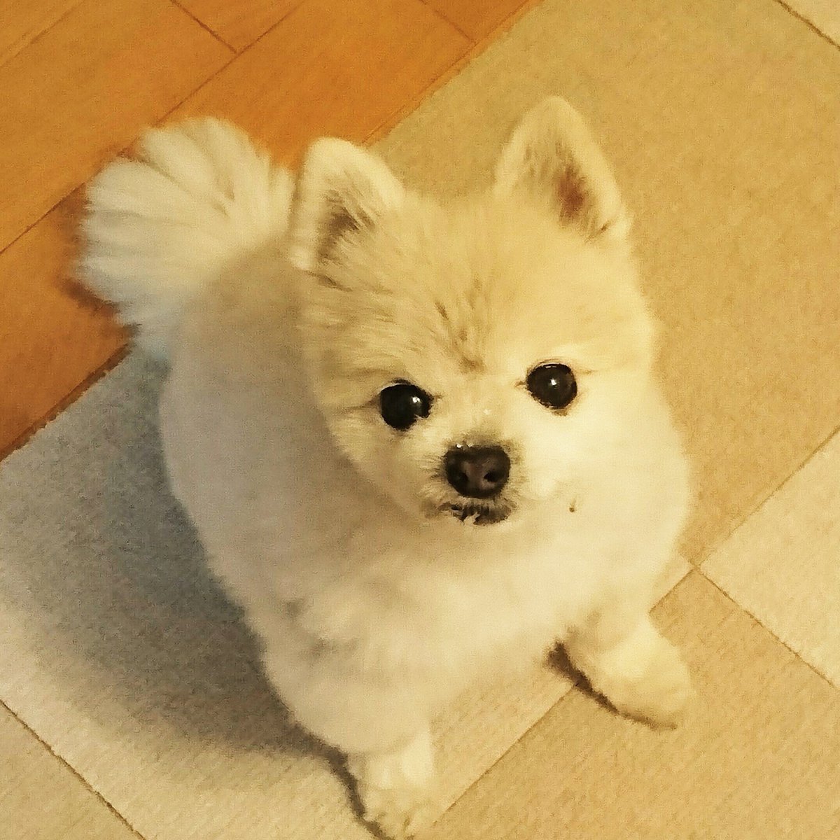 cha_kou's tweet photo. いつかきっと会えるから…

それまでちゃぴーと仲良く待っててね… https://t.co/uproSNB9Rx