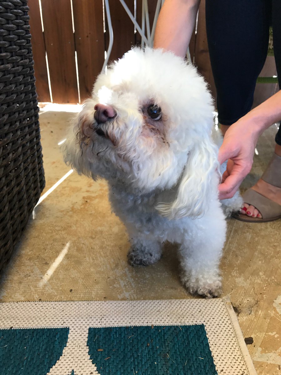 ianjgalbraith's tweet photo. @corbydavidson Corby, need your help. Found this dog walking in the alley near Preston and Royal in Dallas. Can you please share. Thank you https://t.co/mAgbT1JEss