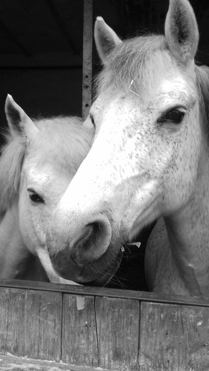 Photo_equestre's tweet photo. Le #TGVBretagne va beaucoup trop vite pour admirer ma belle photo ! 💙💜💛💚 https://t.co/nO047UAcIy