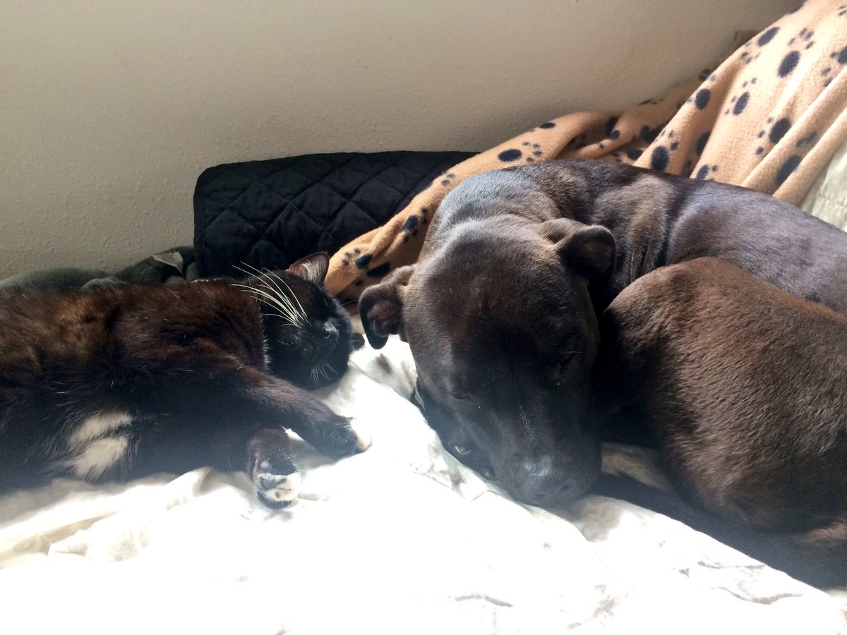 I love my pibble brother ❤️🐶