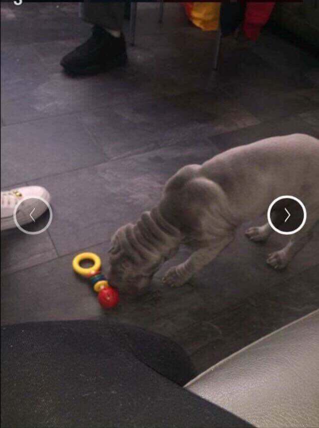 rosiedoc666's tweet photo. #StolenBelle #London #Shapei #dogsforsale #pets4homes #gumtree PLEASE SOMEONE COME FORWARD WITH INFO @Belle_Sharpei have u seen her? 💔💔💔 https://t.co/Q8URkH8cFY