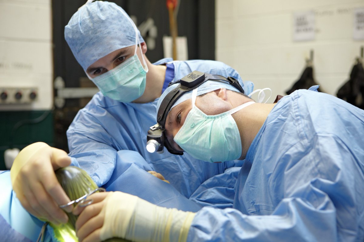 We offer services to horses as well as small animals - we have fantastic equine surgeons