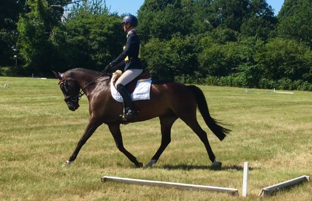 SHeventing's tweet photo. Cj looking smart @GtWitchingham today - jumped a classy xc round over a decent 100 course! Plenty to come from him in the future... https://t.co/k2OD9uAR0I