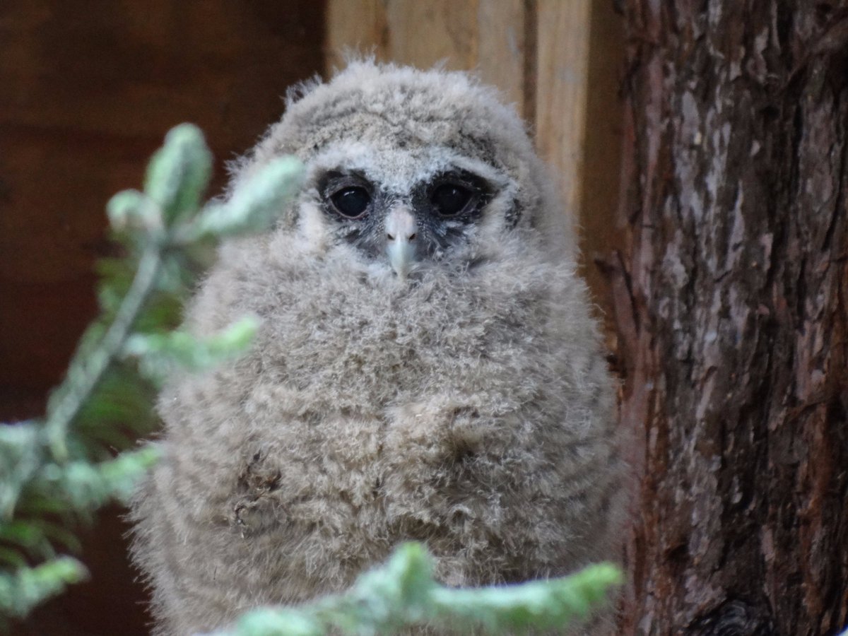 Northern Spotted Owl Breeding Program tweet media