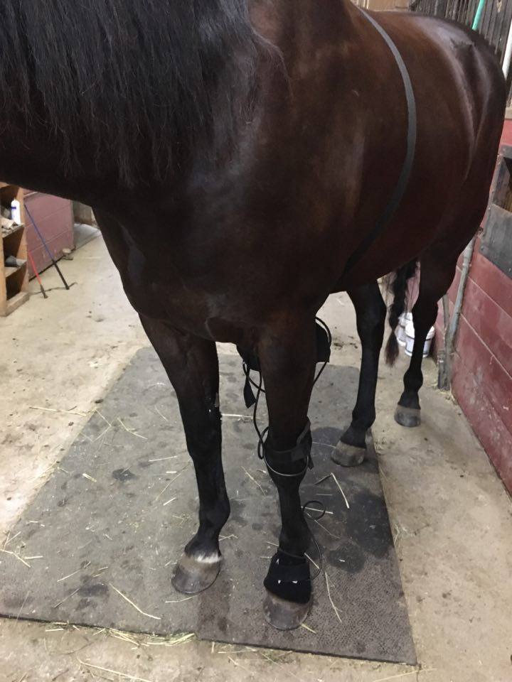 StasisEquine's tweet photo. Faster healing with #InfraredLightTherapy #Revitavet #StasisEquineMassageTherapy https://t.co/IfFA72uFxN
