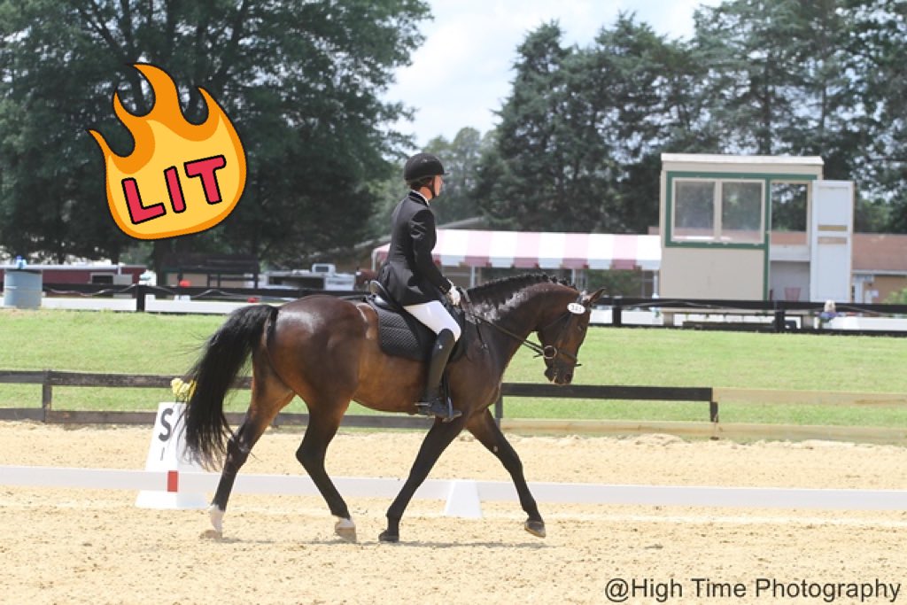 Sandoro is qualified for BLM championships at First Level! #drunter #queening #likingdressage #dnsadventures <a href="/CountySaddlery/">CountySaddleryInc</a> <a href="/OneKHelmets/">One K Helmets</a>