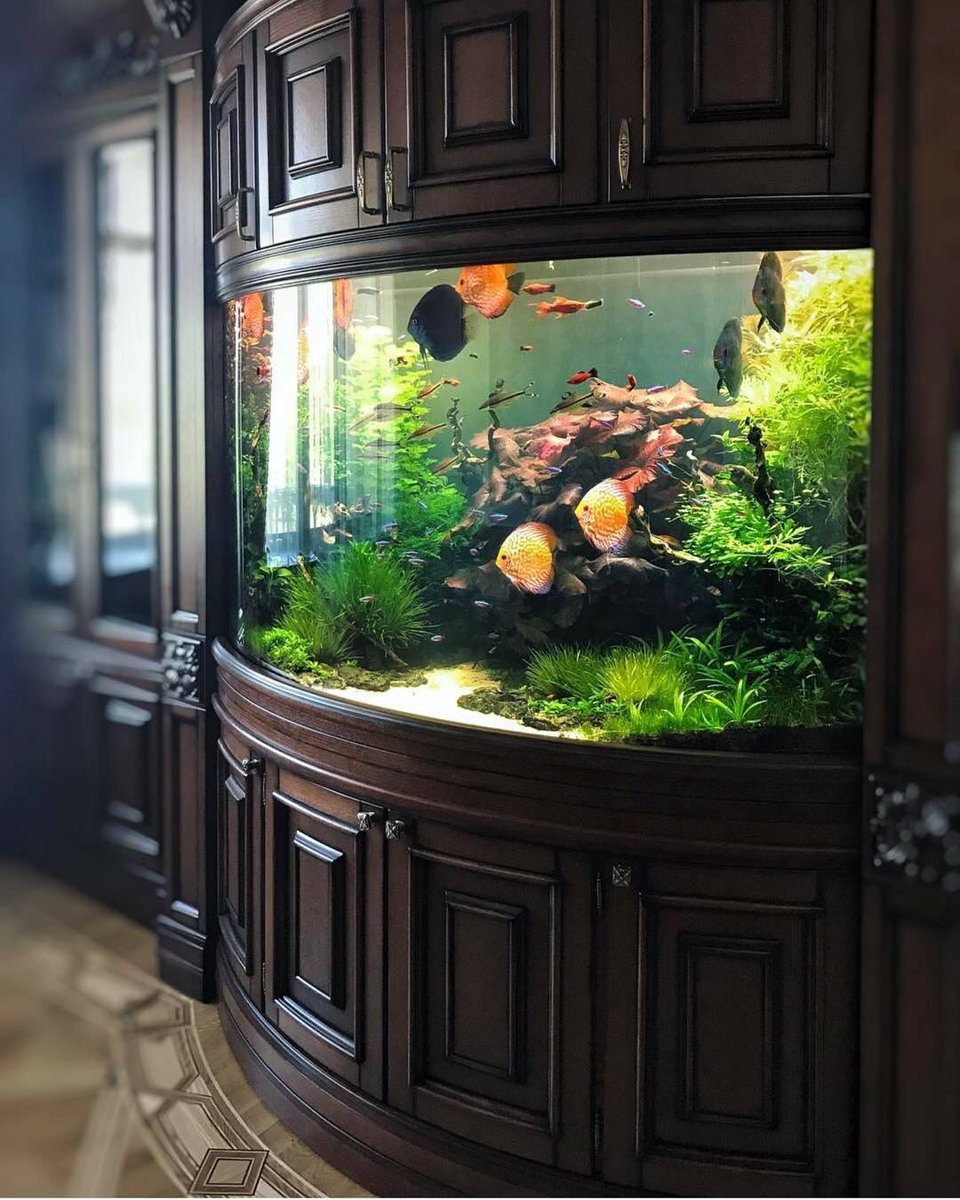 水の森だより インテリアとアクアリウムを組み合わせるととても美しい Repost From Aquariumhobby 熱帯魚 アクアリウム 水草 水槽レイアウト 水槽のある暮らし 水草レイアウト 水草水槽 インテリア おしゃれ 癒し ガーデニング ディスカス