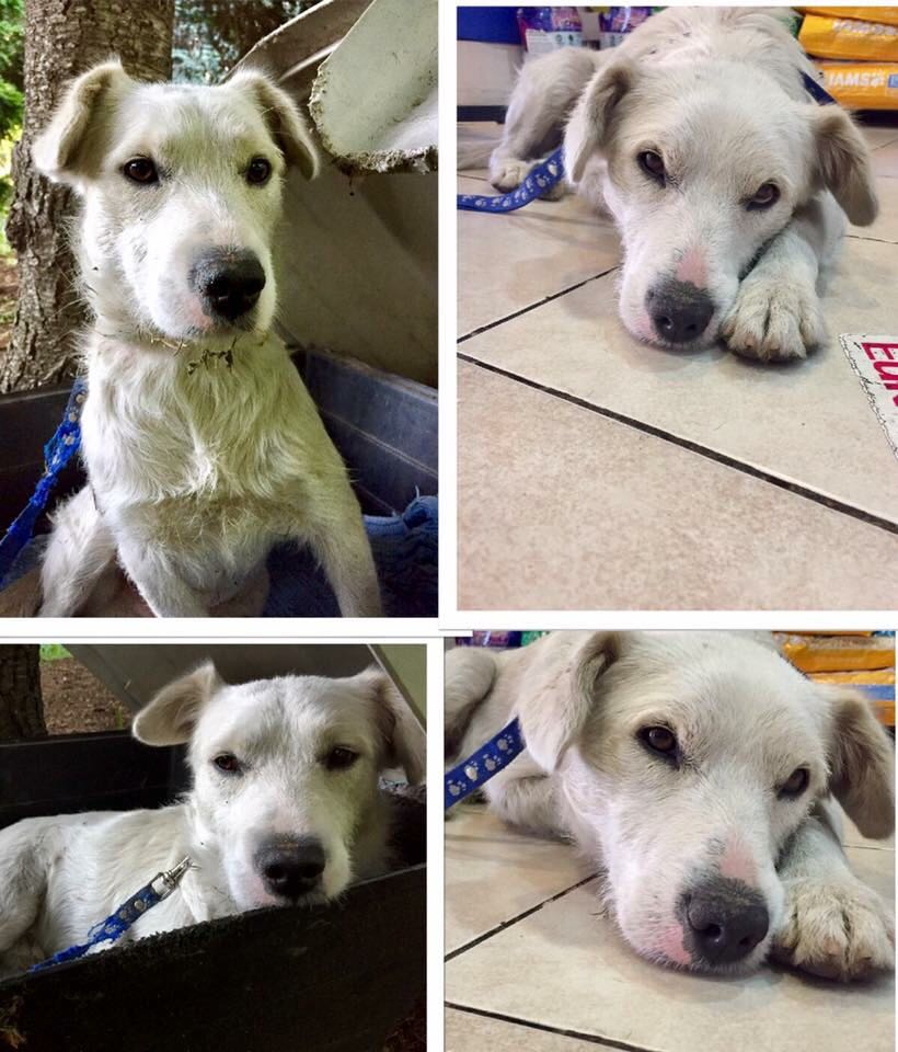 Fundación Matpet tweet media