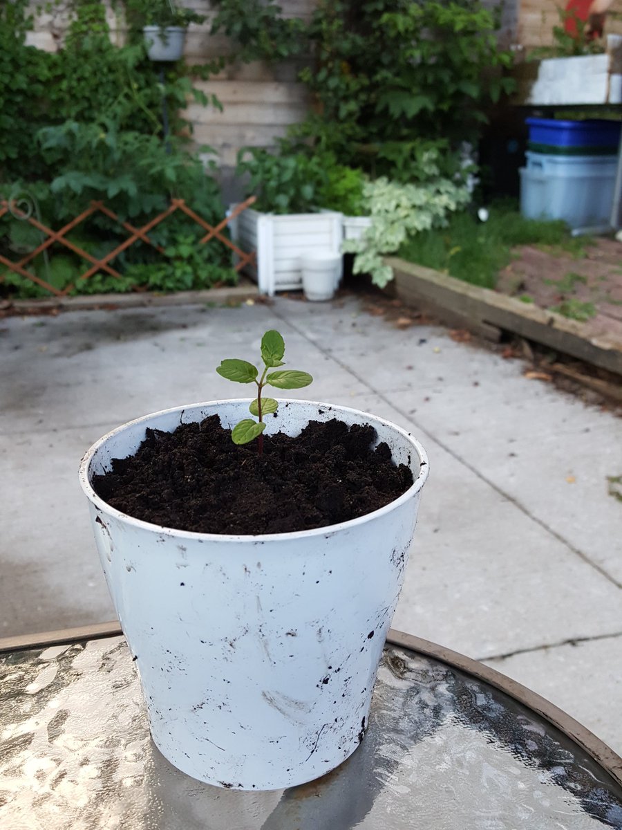 tim_oaks's tweet photo. Little mint - can it become big and mighty? https://t.co/ksNEjpUhYk