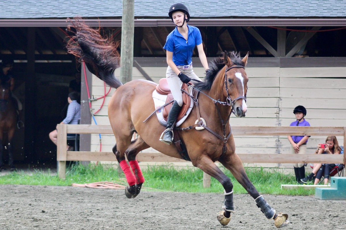 JLHeventing's tweet photo. Show today Loki was a beast as usual ❤️❤️ did our first 2'6 course! Go green bean! #ottbpower https://t.co/glddH85Leh