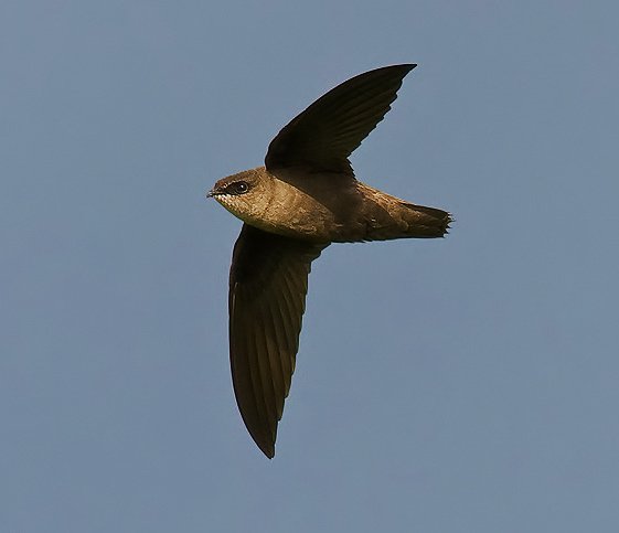 _everybird_'s tweet photo. BIRD #5,060
Chimney Swift
(Chaetura pelagica) https://t.co/rD41gvNe6n