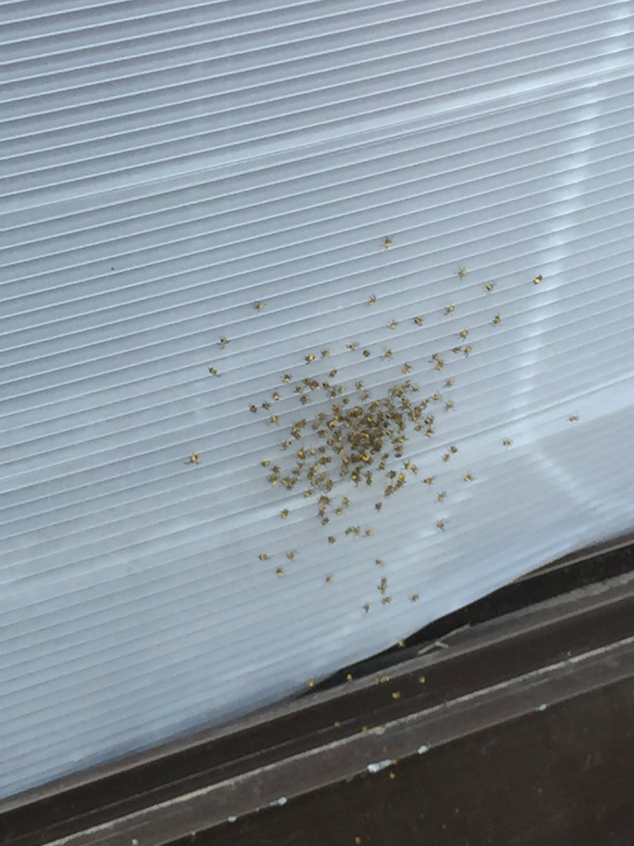 家の部屋で蜘蛛の赤ちゃんが出た時の対処法とは 予防はできるのか 蜘蛛研究室