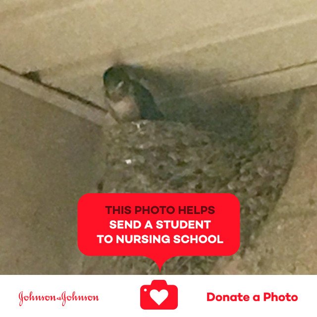 AnimalActivist_'s tweet photo. Barn swallow nestling about to fledge #jnj @donateaphoto https://t.co/rVRR5WGqJ8 https://t.co/c60PmCYC5G