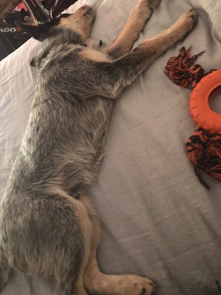 Cam_EllisYolmen's tweet image. Finally got him! #blueheeler #acd #buggered