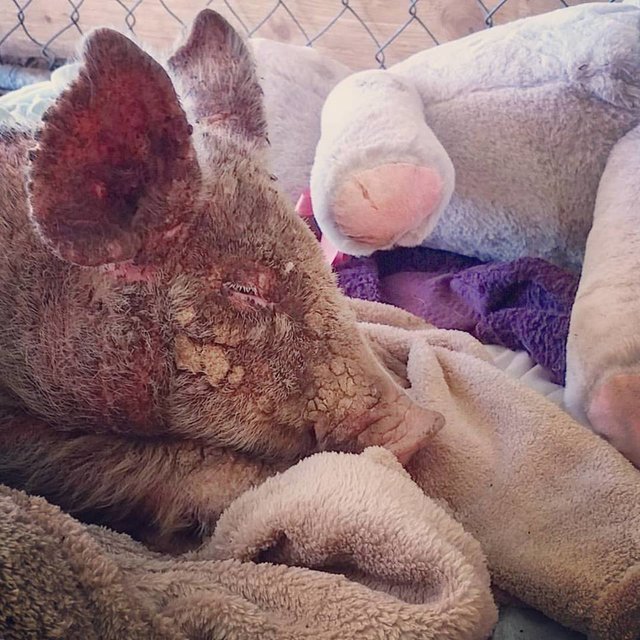 GratitudeDNA's tweet photo. คนเอาน้องหมูที่เป็นเรื้อนขั้นรุนแรงมาปล่อยที่ศูนย์ดูแลสัตว์ไร้บ้าน คนใจดีช่วยกันดูแลรักษาอยู่กว่าสองเดือนจนน้องหายดีกลับมาร่าเริงได้อีกครั้ง https://t.co/4ecOL61yzE