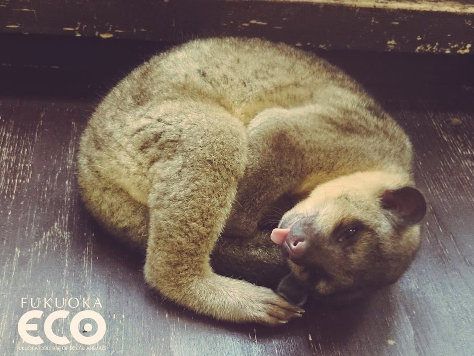 ট ইট র 福岡eco動物海洋専門学校 公式 半目てへぺろ 寝姿もかわいい 今日のサブロー キンカジュー 福岡エコ 福岡eco動物海洋専門学校 小動物飼育クラブ 動物園 飼育係 飼育員 かわいい エコの人気者 ボリが嫉妬 サブロー