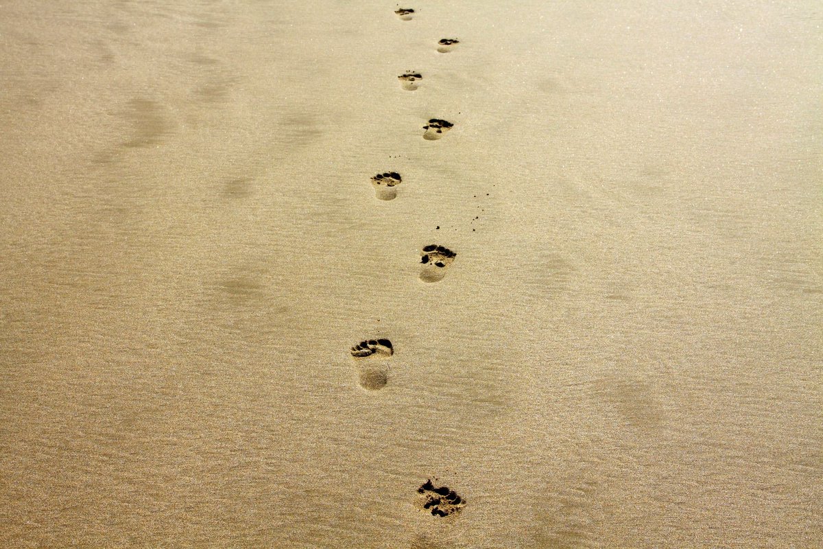 TukiTravel's tweet photo. Start leaving your footprint on the world #startstepping #travel #waitfornothing https://t.co/eFXWypknTb