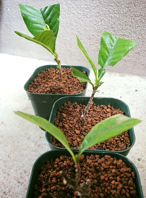 ガーデニア クチナシ の育て方 花言葉や開花の時期もご紹介 暮らし の