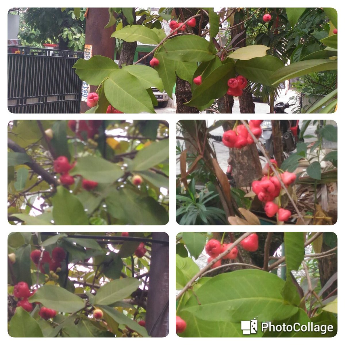 composter6657's tweet image. GO....... GREEN BEKASI CITY Pengolahan sampah Organik rumah tangga dg mediaTONG COMPOSTER ,Tanaman di sekeliling rumah subur dan Berbuah,