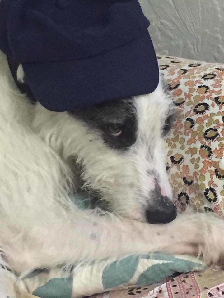 StanTDog's tweet photo. The hoomins found this hilarious. I wasn't sure at first, but decided it quite suited me in the end. https://t.co/FLPggI4zL5